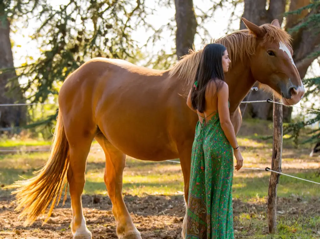 Les chevaux du domaine