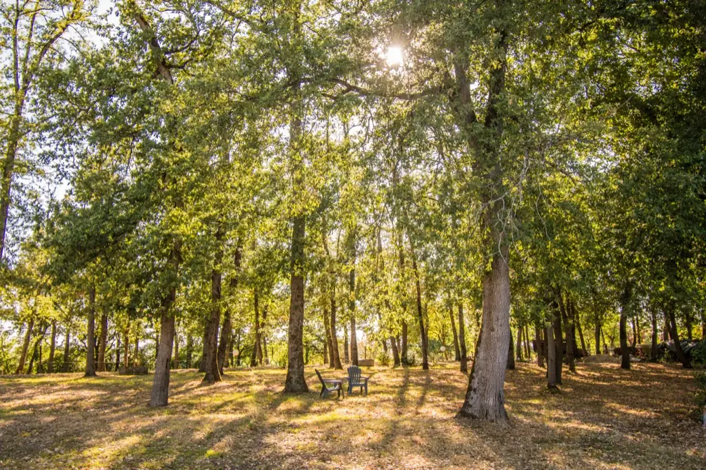 La forêt de chênes qui entoure le site